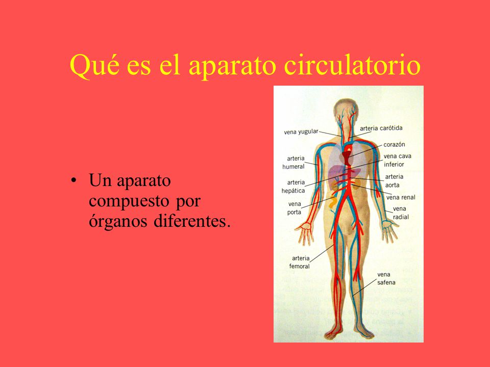 Sistema partes funciones y principales del circulatorio sus